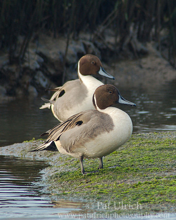 Drakes on exposed sediment