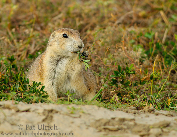 Prairie dog having a snack