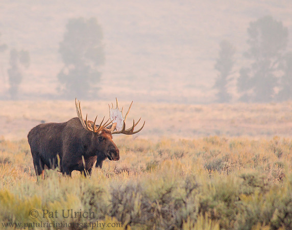 Bull moose in Grand Teton National Park