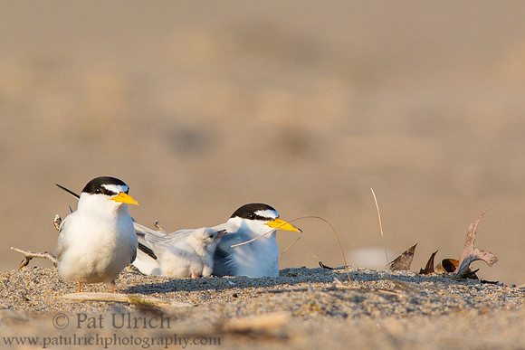 Family of least terns