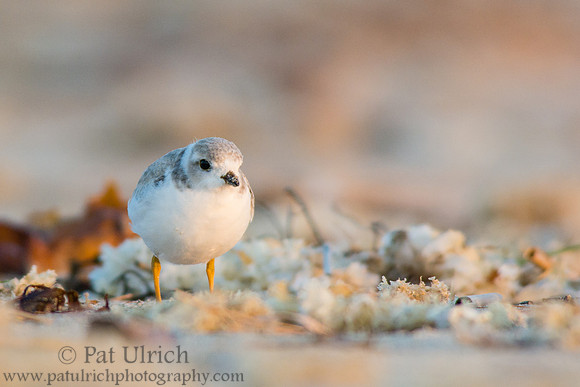 Morning pastels with a piping plover