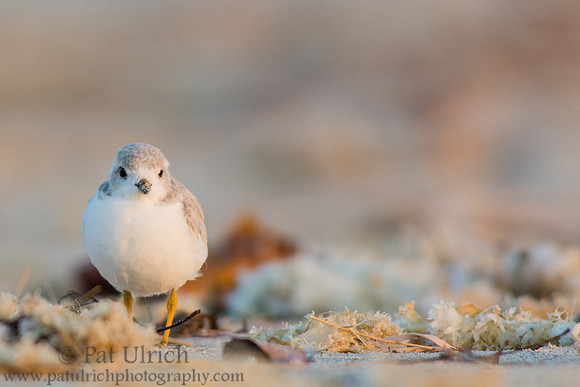 Piping plover with pastel colored wrack