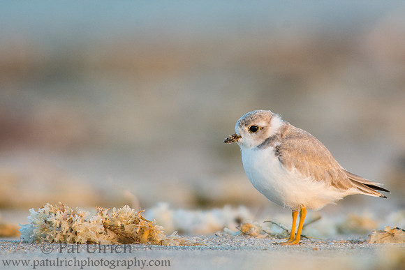Piping plover and seaweed