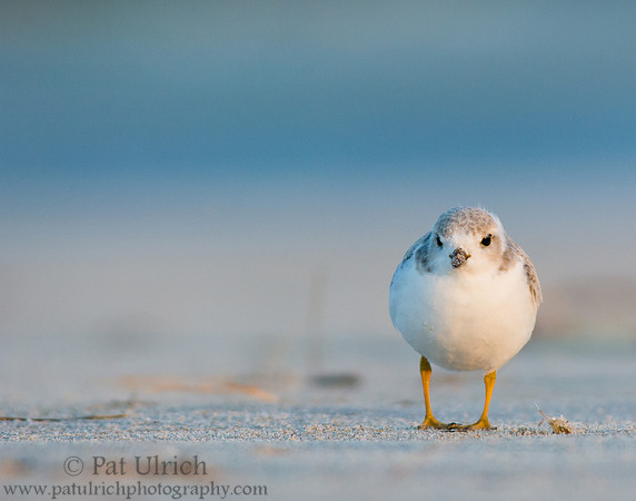 Piping plover at dawn