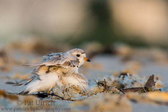Piping plover bearhug