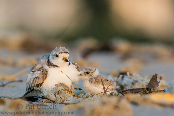 Plover chick ready to snuggle