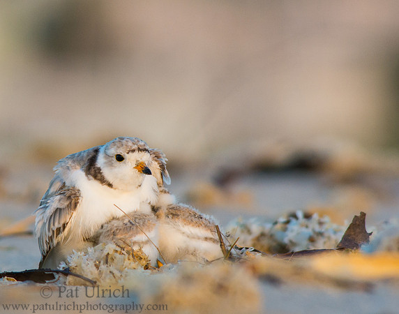 Two chicks trying to fit