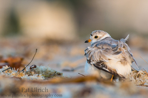 Piping plover with chick tucked under its wing