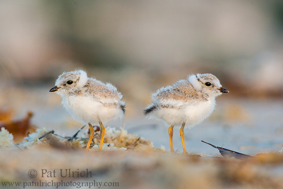 Baby plovers headed in opposite directions
