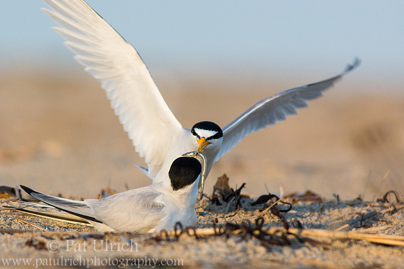 Least tern brings its partner a fish