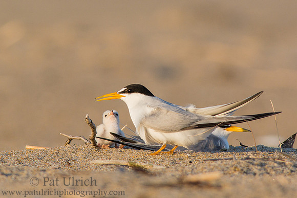 Least tern with young chick