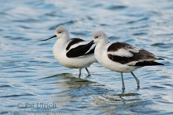 Lovely avocets