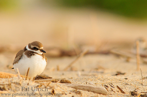 Plover in fading light
