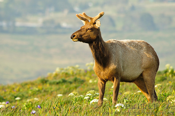 Alert young bull elk