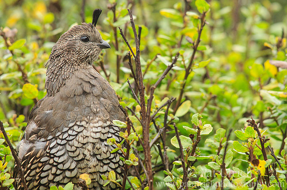 Female quail in Tennessee Valley