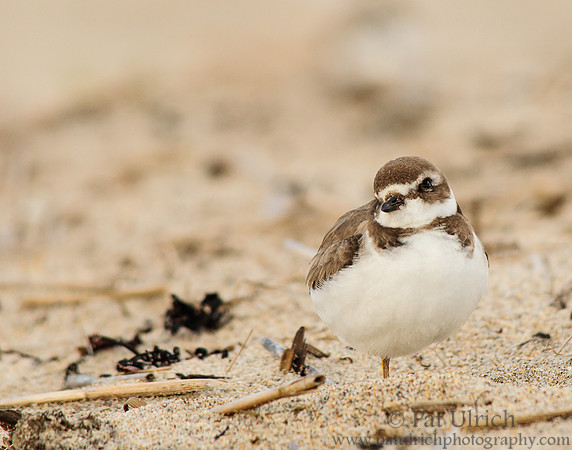 Plover checks the sky