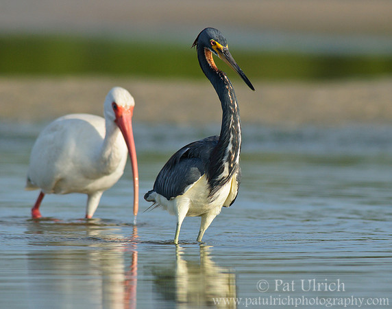 Southwest Florida waders