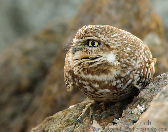 Burrowing owl