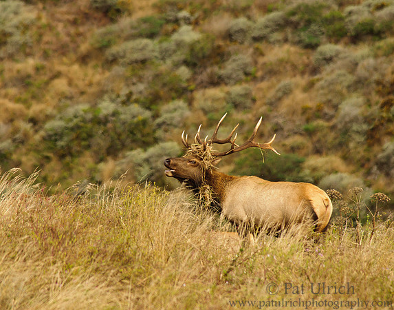 Bugling down the valley