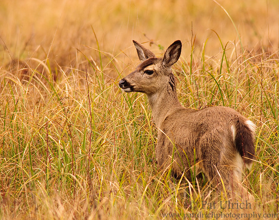 Mother mule deer