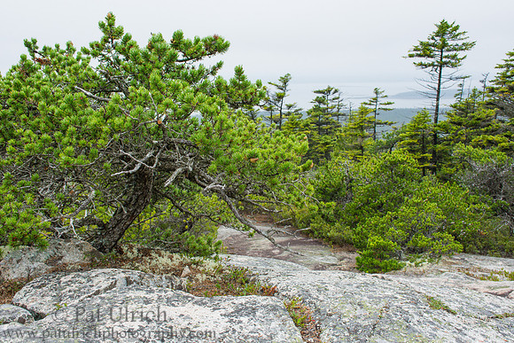 Near the summit of Schoodic Head