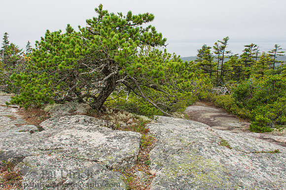 Schoodic Head under the fog