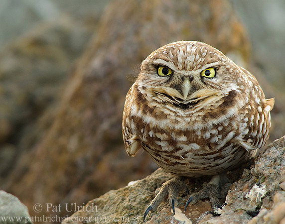 Owl stare