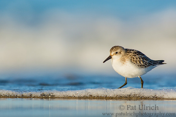 Least sandpiper at the edge of the wave
