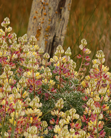 Bush lupine