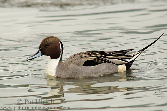 Pintail