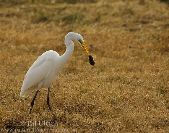 Predation #2