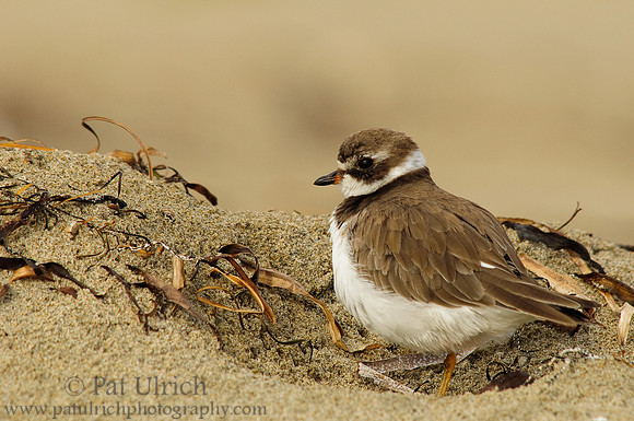 Semipalmated plover