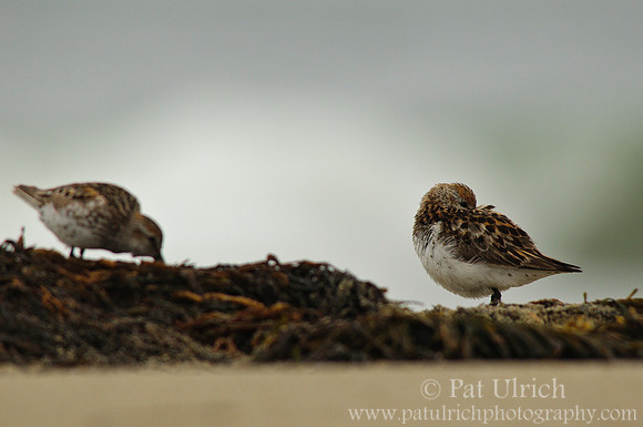 Western sandpiper resting on kelp