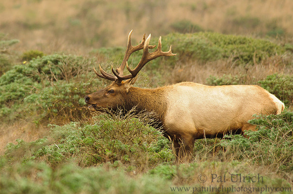 Bugling in the brush