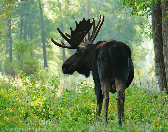 Bull moose in velvet