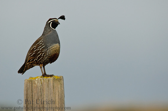 Quail on a quiet morning