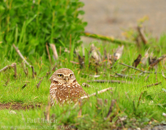 Burrowing owl