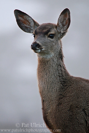 Fawn portrait