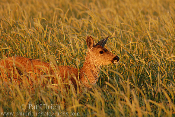 Deer at sunrise