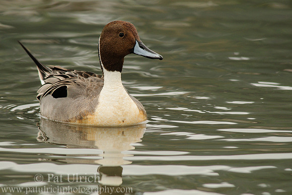 Pintail in the slough