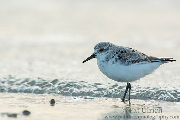 Backlit sanderling along the shoreline