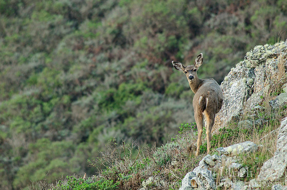 Mule deer on the slopes