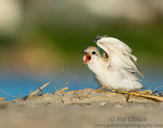 Hungry least tern chick