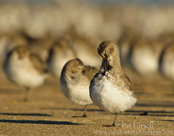 Preening dunlin by the flock
