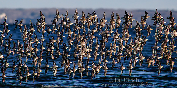 Flock of sandpipers in flight on Plum Island