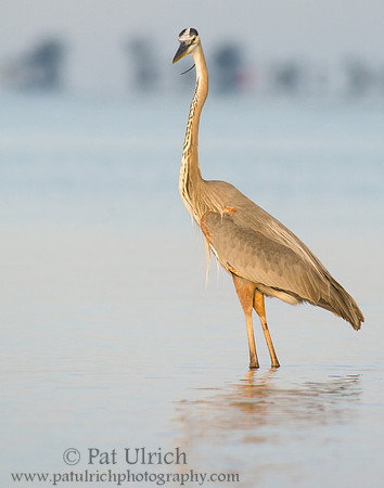 Great blue heron at Bunche Beach