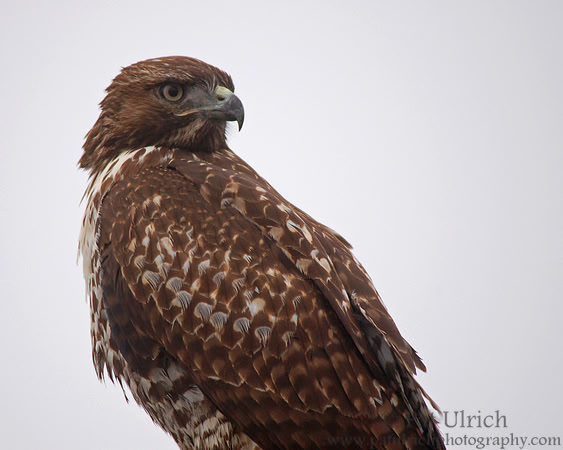 Hawk portrait