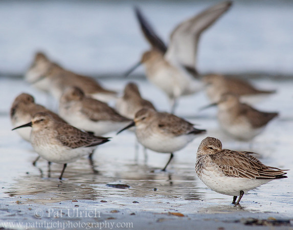 Dunlin flock along the shore