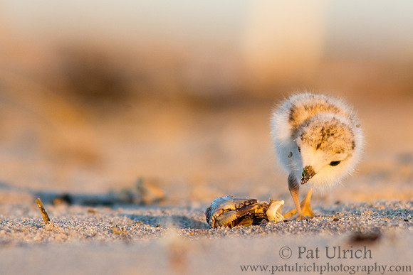 Piping plover chick searching for a snack