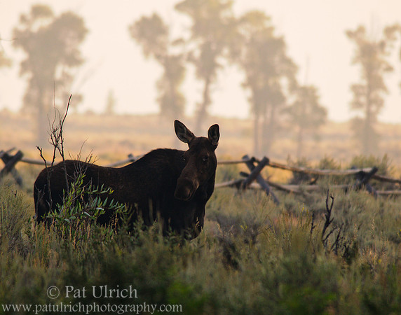 Female moose at sunrise